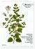 Heilpflanzen (hochwertiger Premium... - Bild 11