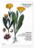 Heilpflanzen (hochwertiger Premium... - Bild 12