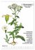 Heilpflanzen (hochwertiger Premium... - Bild 13