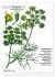 Heilpflanzen (hochwertiger Premium... - Bild 14