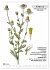 Heilpflanzen (hochwertiger Premium... - Bild 8