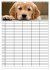 Familienplaner: Golden Retriever Welpen... - Bild 8