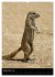 Tiere - Animals (Wandkalender 2026 DIN... - Bild 15