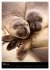 Tiere - Animals (Wandkalender 2026 DIN... - Bild 9