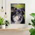 Australian Shepherd - Mit dem Aussie... - Bild 2