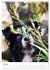 Australian Shepherd - Mit dem Aussie... - Bild 13