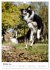 Australian Shepherd - Mit dem Aussie... - Bild 3