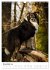 Australian Shepherd - Mit dem Aussie... - Bild 4