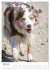 Australian Shepherd - Mit dem Aussie... - Bild 9