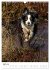 Australian Shepherd - Mit dem Aussie... - Bild 10