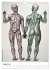 Unter die Haut (Wandkalender 2026 DIN... - Bild 14
