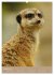 Erdmännchen - Afrikas liebenswerte... - Bild 13