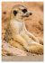 Erdmännchen - Afrikas liebenswerte... - Bild 3