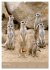 Erdmännchen - Afrikas liebenswerte... - Bild 6