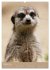 Erdmännchen - Afrikas liebenswerte... - Bild 7