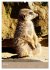 Erdmännchen - Afrikas liebenswerte... - Bild 10