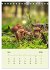 Wundersame Welt der Pilze... - Bild 11
