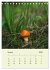 Wundersame Welt der Pilze... - Bild 14