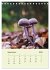 Wundersame Welt der Pilze... - Bild 15