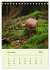 Wundersame Welt der Pilze... - Bild 4