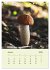 Wundersame Welt der Pilze... - Bild 7