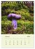 Wundersame Welt der Pilze... - Bild 8