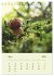 Wundersame Welt der Pilze... - Bild 9