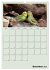 Wellensittiche Terminplaner... - Bild 5