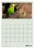 Wellensittiche Terminplaner... - Bild 9