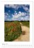 Insel Amrum (Wandkalender 2026 DIN A2... - Bild 15