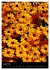 NATUR PUR Blütenträume (Tischkalender... - Bild 14