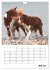 Australian Shepherd (Wandkalender 2026... - Bild 13