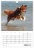 Australian Shepherd (Wandkalender 2026... - Bild 14