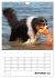 Australian Shepherd (Wandkalender 2026... - Bild 4