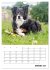 Australian Shepherd (Wandkalender 2026... - Bild 7