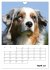 Australian Shepherd (Wandkalender 2026... - Bild 10