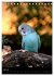 Wilde Wellensittiche (Tischkalender... - Bild 13