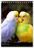 Wilde Wellensittiche (Tischkalender... - Bild 15