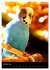 Wilde Wellensittiche (Tischkalender... - Bild 3