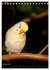 Wilde Wellensittiche (Tischkalender... - Bild 7