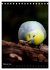 Wilde Wellensittiche (Tischkalender... - Bild 8
