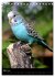 Wilde Wellensittiche (Tischkalender... - Bild 9