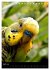 Wilde Wellensittiche (Tischkalender... - Bild 10