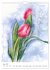 Blütenaquarelle (Wandkalender 2026 DIN... - Bild 9