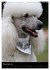 Die Pudel sind los (Wandkalender 2026... - Bild 4