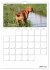 Magyar Vizsla (Wandkalender 2026 DIN A4... - Bild 13