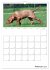 Magyar Vizsla (Wandkalender 2026 DIN A4... - Bild 8