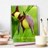 Einheimische Orchideen (Tischkalender... - Bild 2