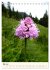 Einheimische Orchideen (Tischkalender... - Bild 11