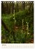 Einheimische Orchideen (Tischkalender... - Bild 12